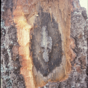 Fungal Mat Oak Wilt