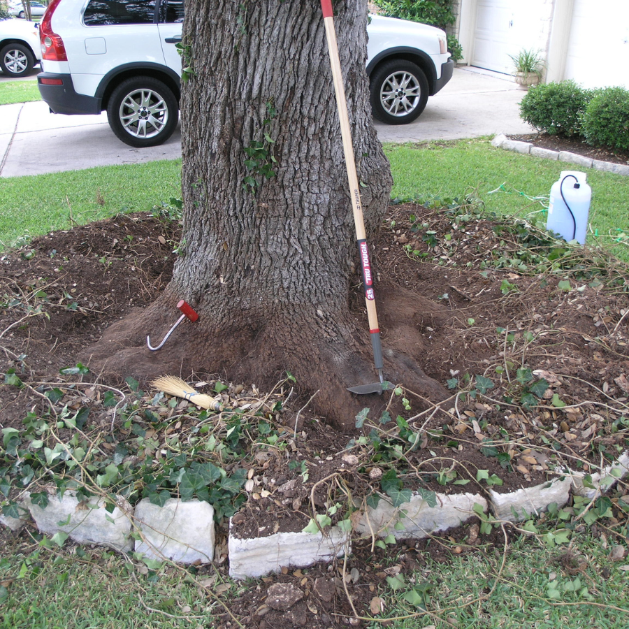 Exposing the Root Flares Oak Wilt