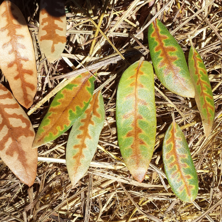 Live Oak Symptoms Veinal Necrosis