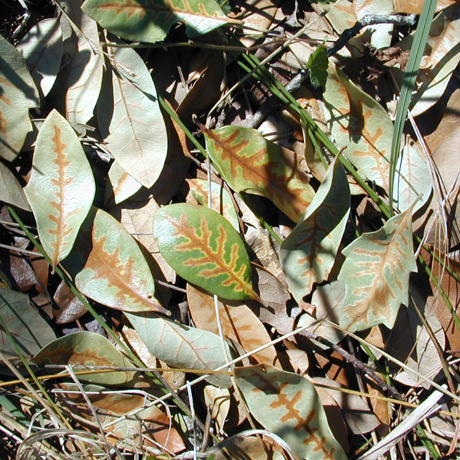 Live Oak Symptoms Veinal Necrosis