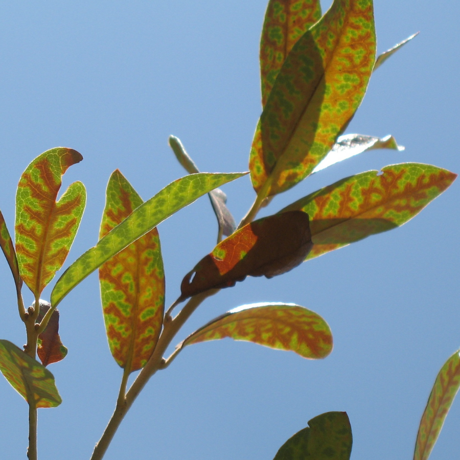 Live Oak Symptoms Veinal Necrosis